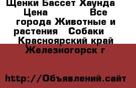 Щенки Бассет Хаунда  › Цена ­ 25 000 - Все города Животные и растения » Собаки   . Красноярский край,Железногорск г.